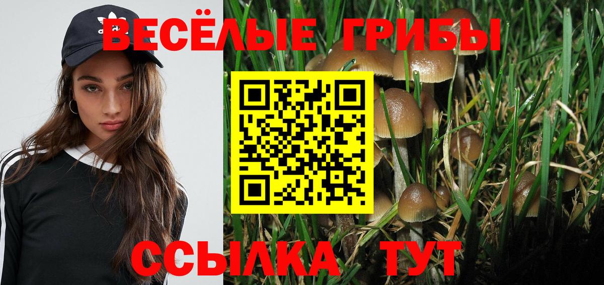 Псилоцибиновые грибы Psilocybine cubensis Солнечногорск